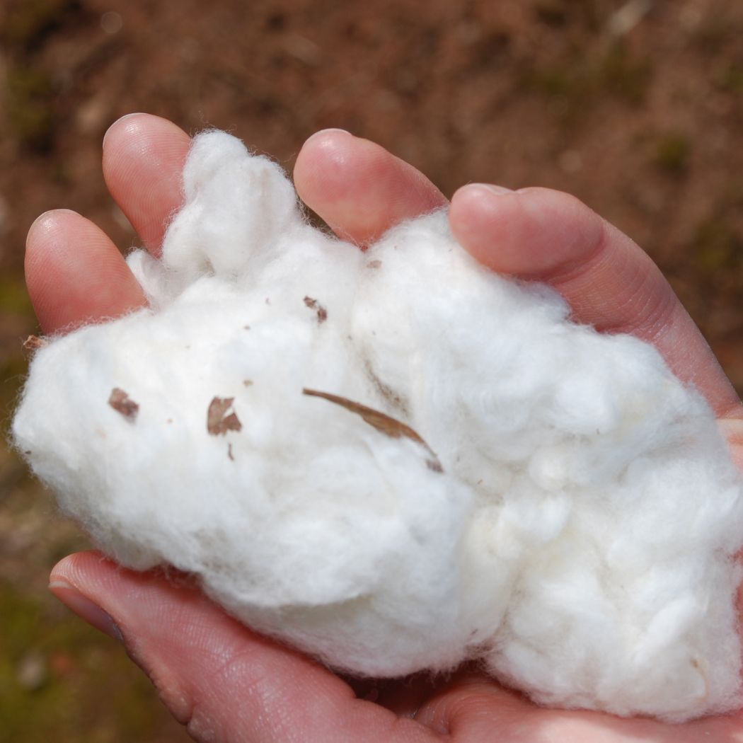 Les avantages du coton bio face au coton conventionnel